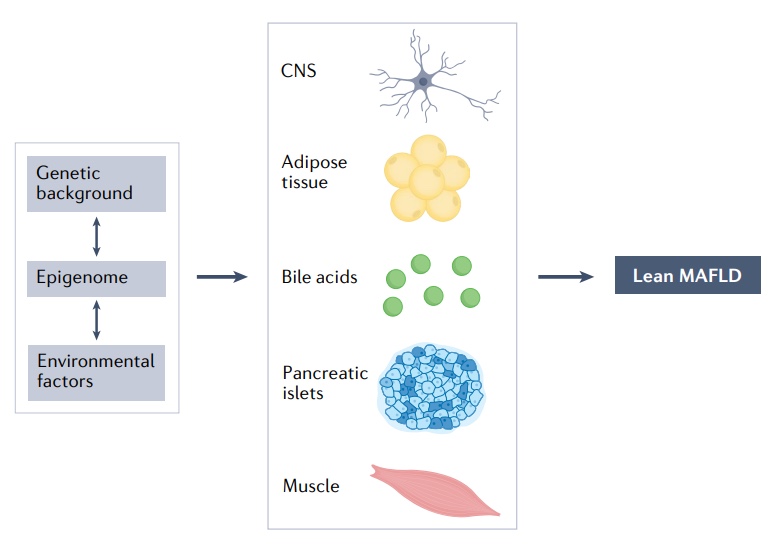 Nature综述：近26%的瘦人也有脂肪肝，改善代谢失调是关键！