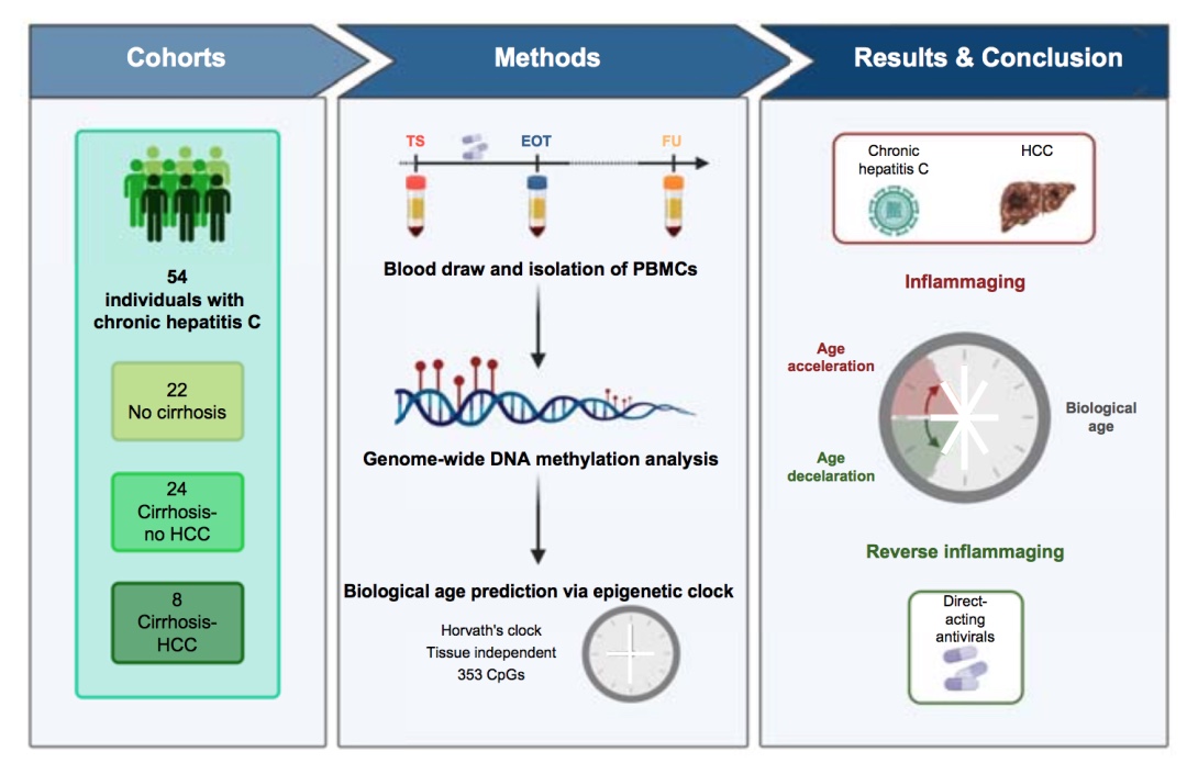 逆转炎症：HCV治疗对生理年龄的长期影响